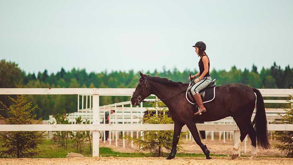 Horse Equestrian Club 